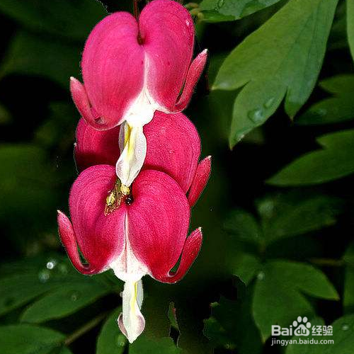 荷苞花的养殖方法和注意事项