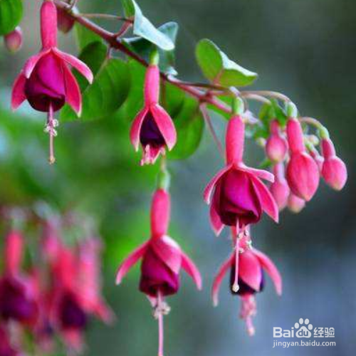 倒挂金钟花怎么养？