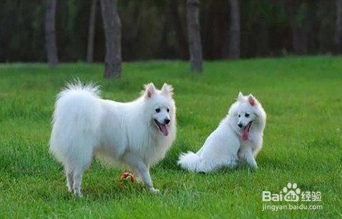 长期遭受“惩罚”的狗狗会有哪些表现