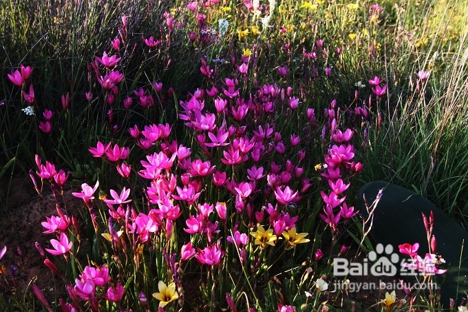 [转载]南非之旅3：纳玛夸兰（Namaqualand）花海
