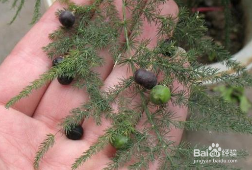 文竹种子的种植方法和注意事项