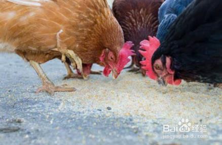 豆腐渣喂鸡禁忌