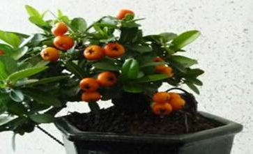 养花有什么的小技巧?