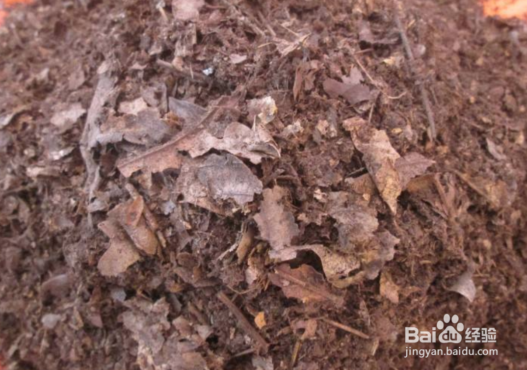 花毛茛种球种植方法