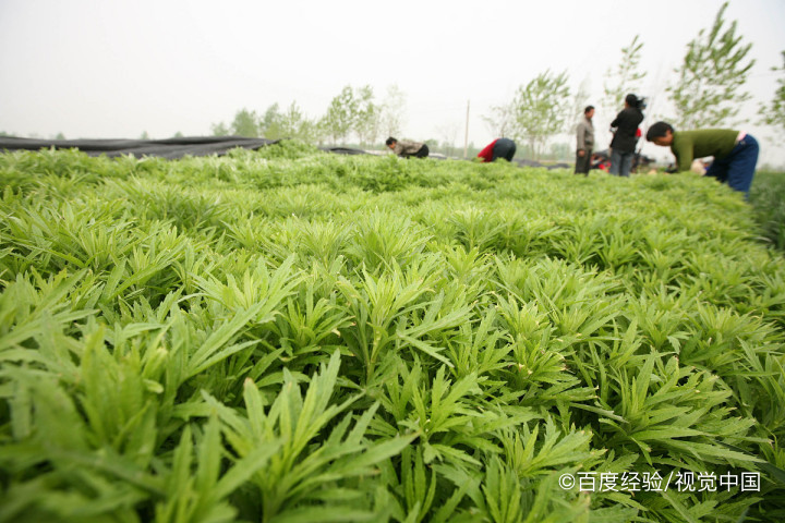 婴幼儿能吃芦蒿吗