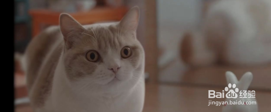 猫毛处理小妙招