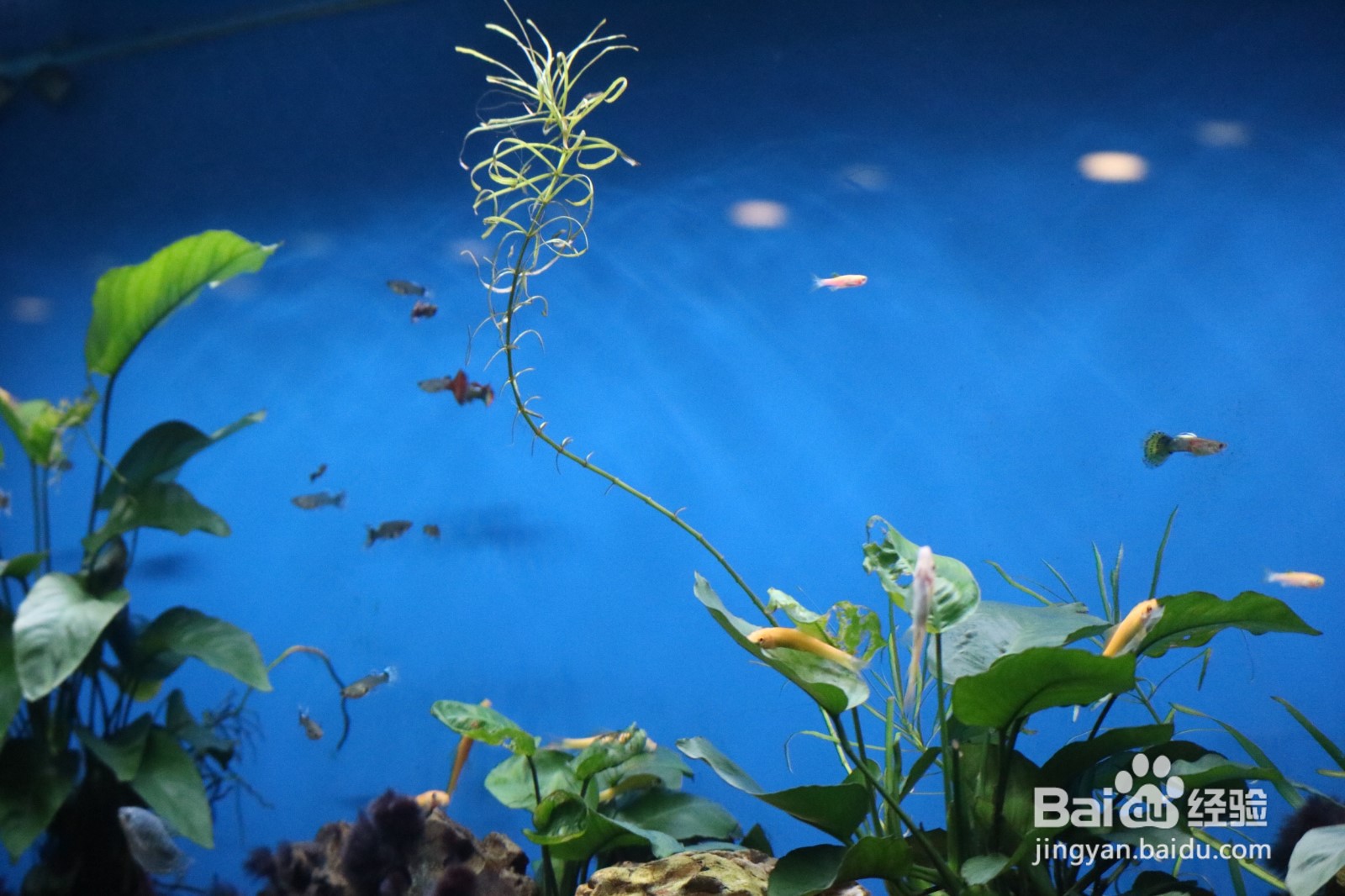 如何建立起稳定的草缸生态系统？