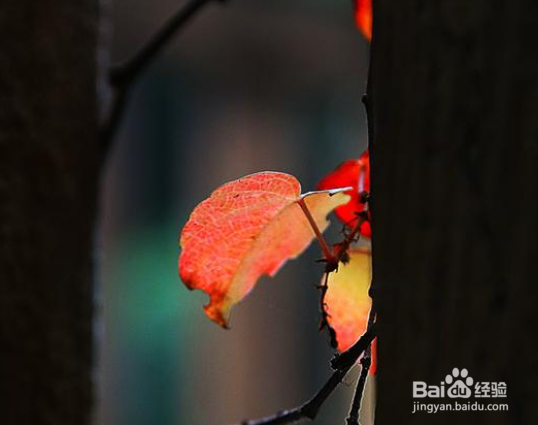 怎么拍照发朋友圈吸引人？