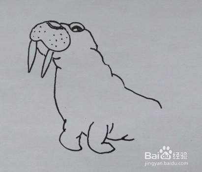 儿童简笔画：如何一步一步画一头海象