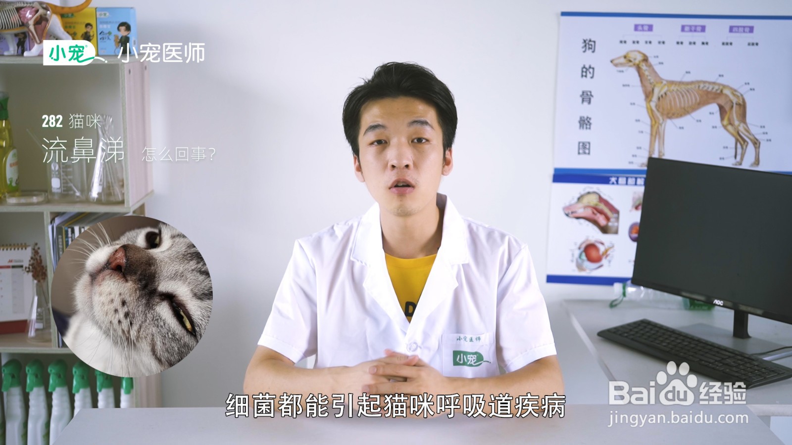 猫咪流鼻涕怎么回事