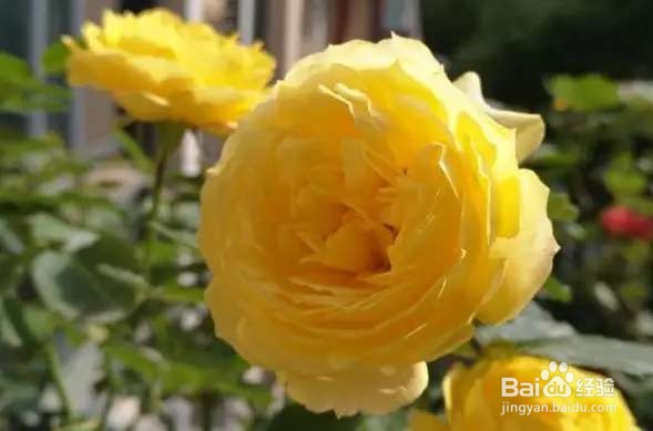 不带香味的月季，就喜欢清淡的，味冲鼻的不要