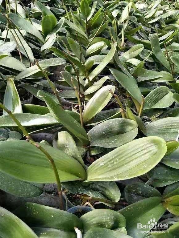 垃圾桶里一堆“贵货”花，丢人也要捡