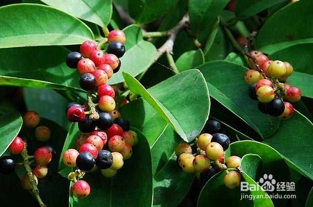 种植五味子的栽培管理要点