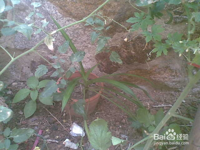 水养吊兰，土养吊兰 ——夏天怎么养