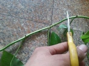 怎样在水中养绿萝