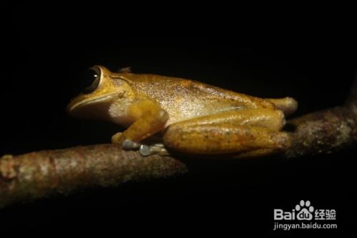 如何照顾南非侏儒蛙 百度经验