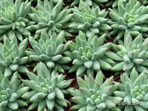 多肉露养下雨了怎么办 百度经验