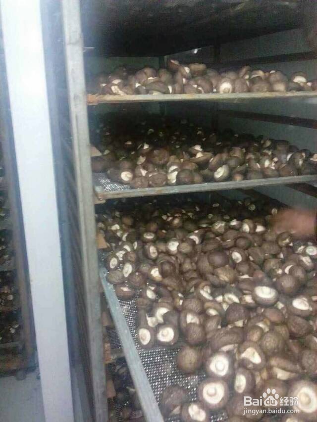 空气源高温热泵烘干机应用在香菇烘干的工艺流程