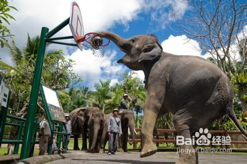 十一月去哪里旅游好？请考虑到巴厘岛