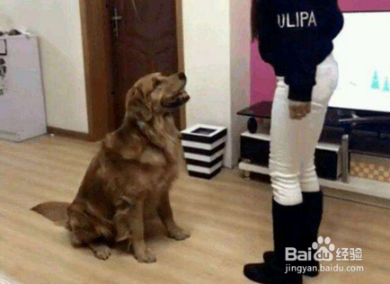 狗狗总是抓地板怎么办