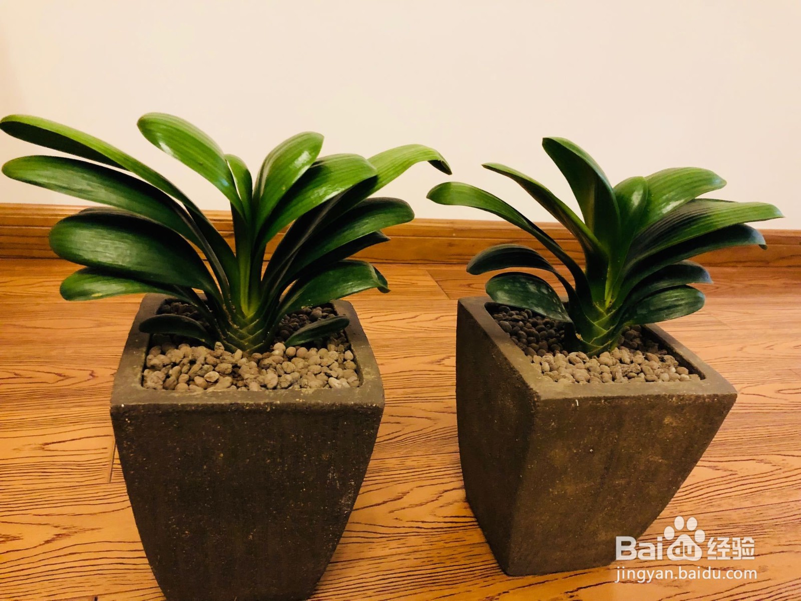 君子兰夏天如何浇水