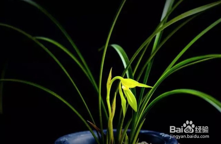 兰花叶子长黑斑怎么救