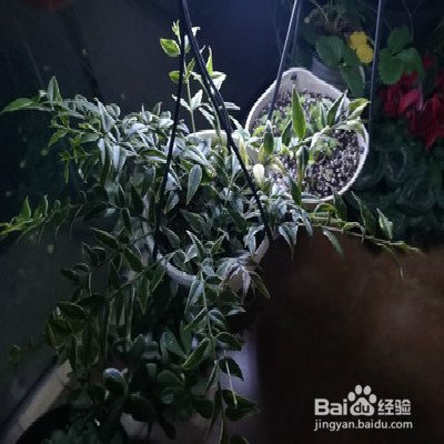 贝拉球兰怎么样