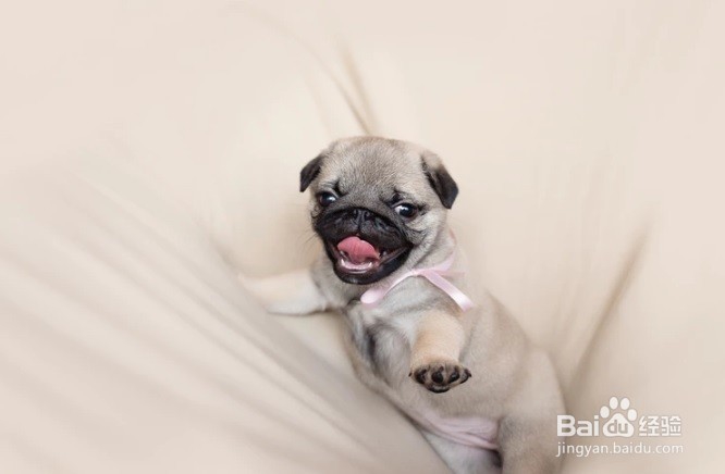 怎么清除狗狗的唾液污渍