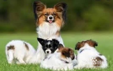 狗狗下崽后怎么照顾