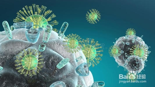 舞茸如何在免疫系统中发挥作用