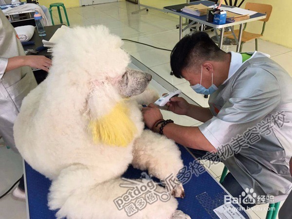 如何替宠物把指甲修剪整齐呢