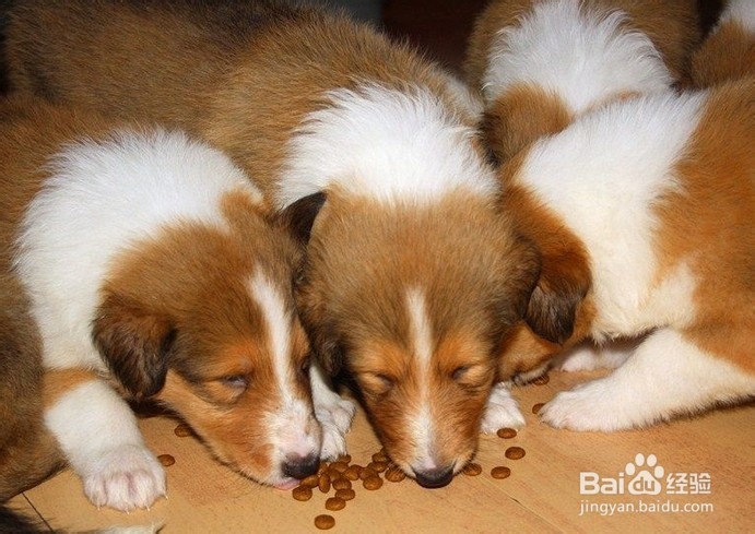 苏格兰牧羊犬夏季饲养