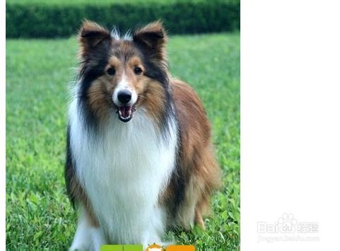 怎么教会喜乐蒂拒食?