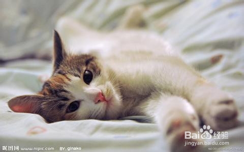 夏季如何预防猫咪中暑