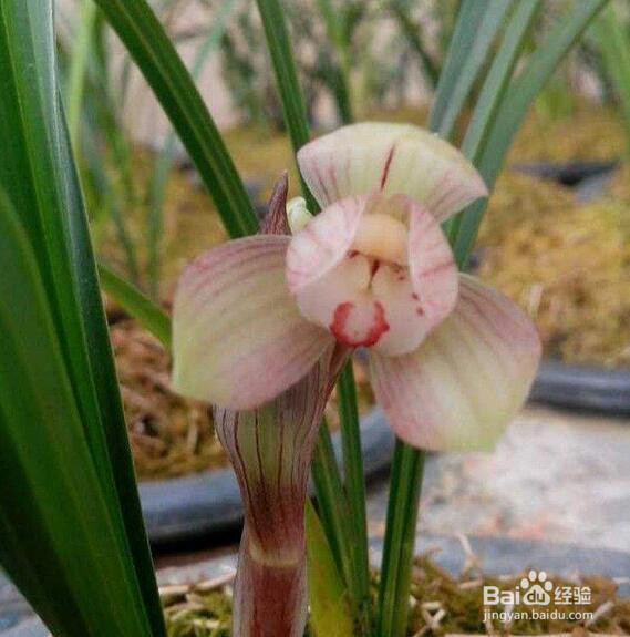 红花荷的养殖方法和注意事项