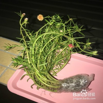 秋季种植太阳花注意事项