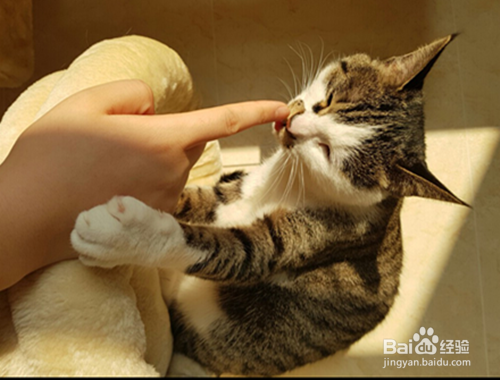 猫身上有静电怎么去除