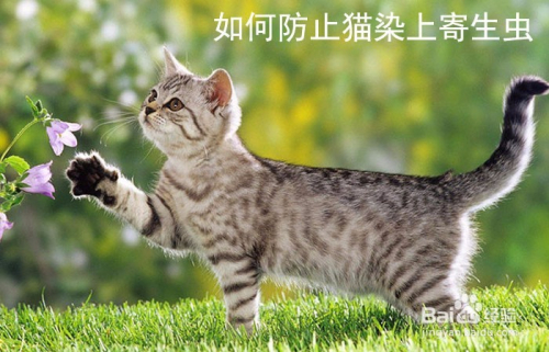 如何防止猫染上寄生虫 百度经验