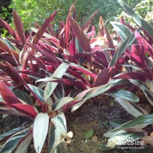 家里养的紫背竹芋叶子发黄怎么办