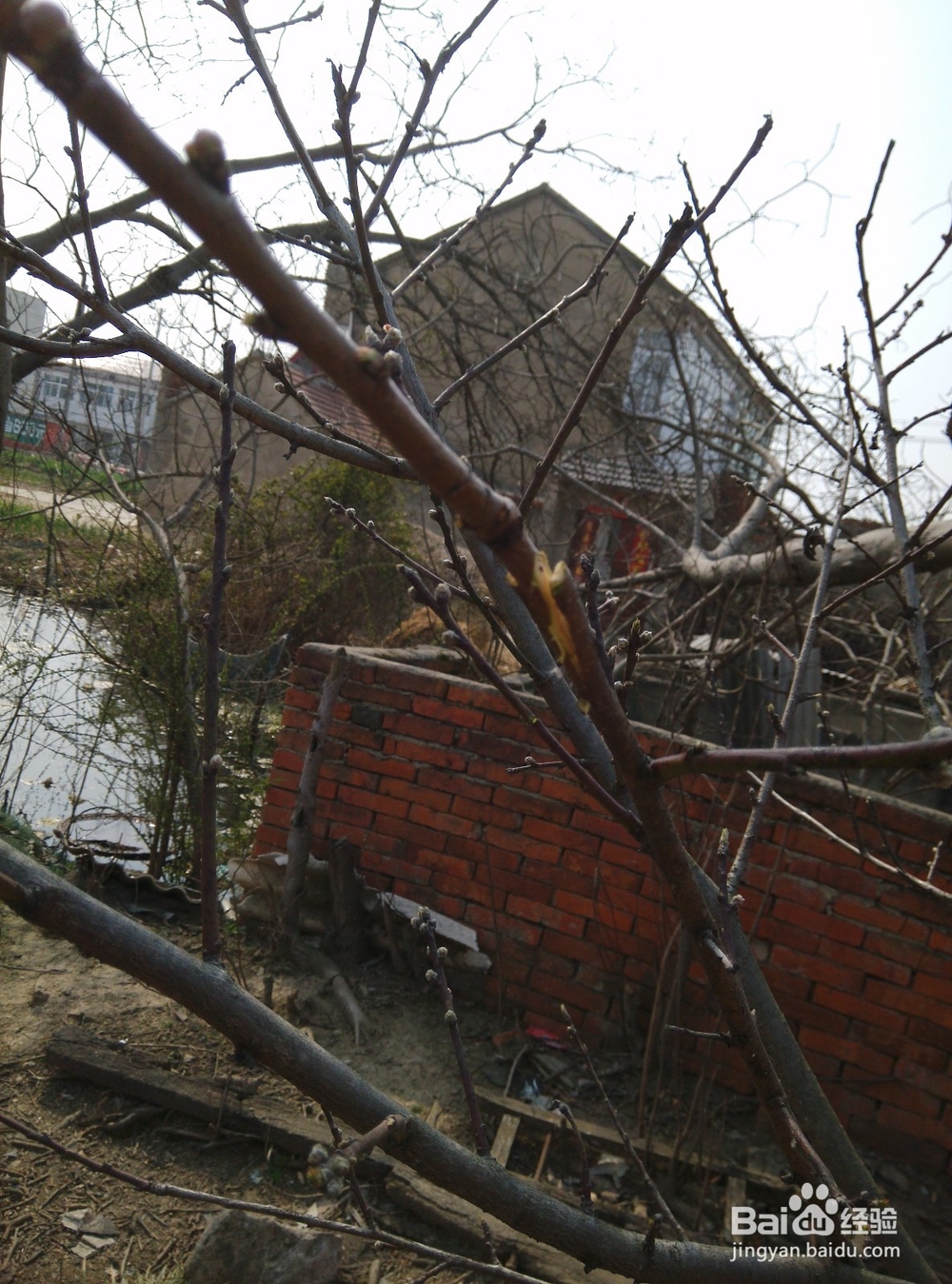 正确嫁接桃树的方法