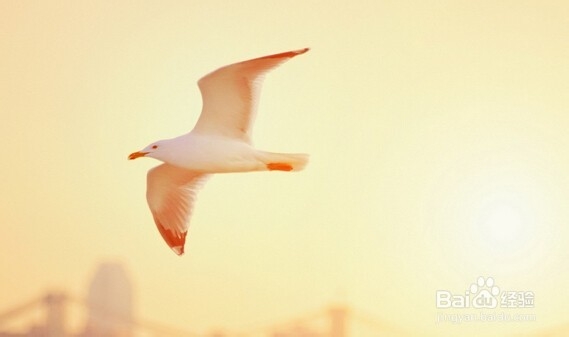 通过微信头像判断对方性格(续)