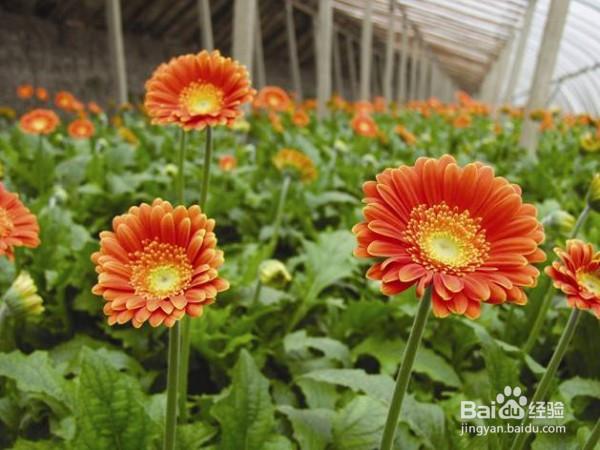 普吉岛旅游婚纱照，结婚花语，细说浪漫