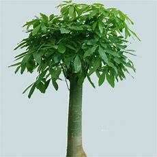 富贵树掉叶子怎么挽救#校园分享#