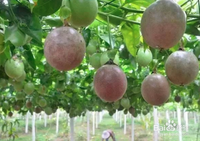 百香果枯萎怎么救活