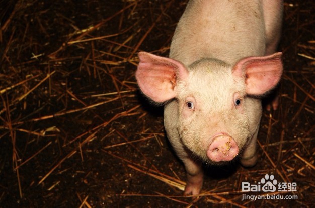 猪撞树上了怎么办