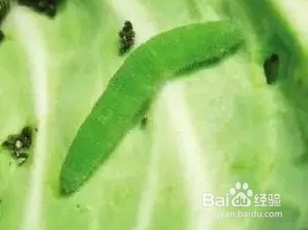 怎么养菜粉蝶幼虫