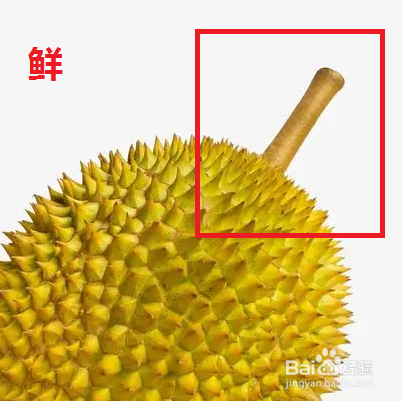 女生最爱好吃的榴莲怎么挑选