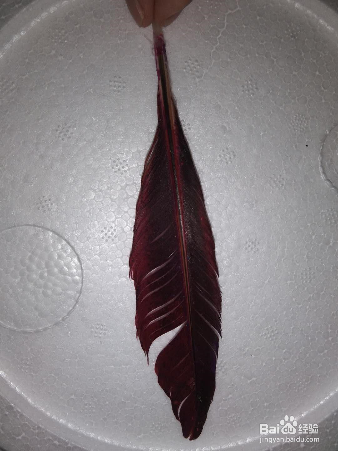 如何将鸡毛做成彩色羽毛