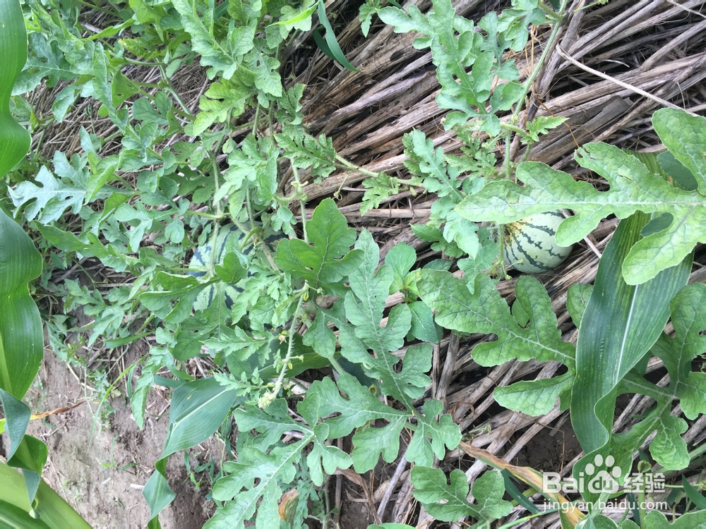 氮元素对植物生长的作用