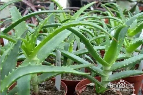 龙爪和芦荟有什么区别
